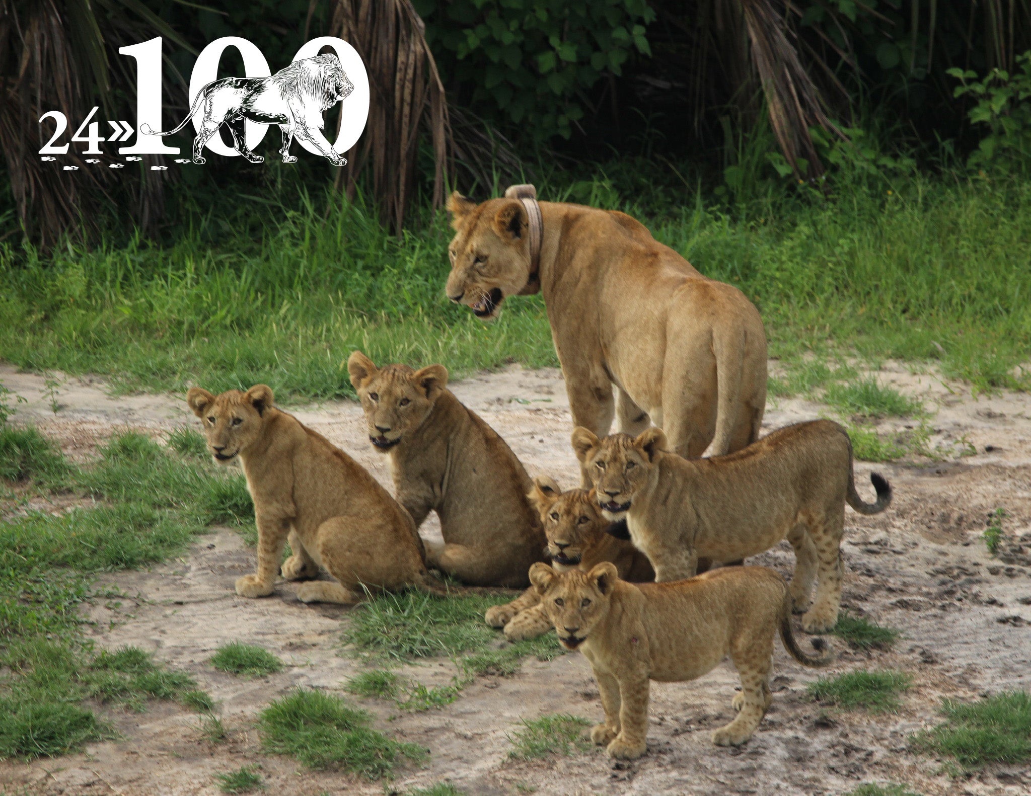 Cabela family announces major milestone for 24 Lions
